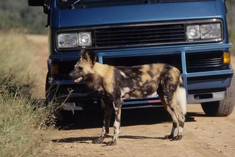 African wild dog Stock Photos