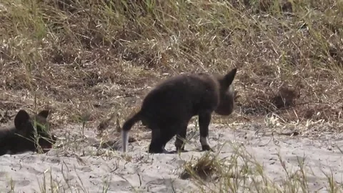 African wild dog,The same pup is joined by a sibling the pair mills Stock Footage 319433844