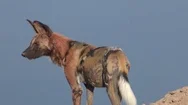 African Wild Dog Standing On The Edge Of A River Stock Footage