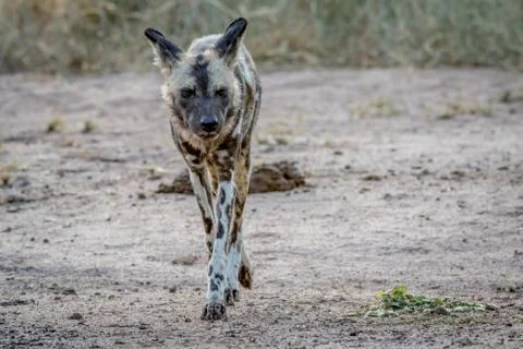 African wild dog walking towards the camera. Stock Photos