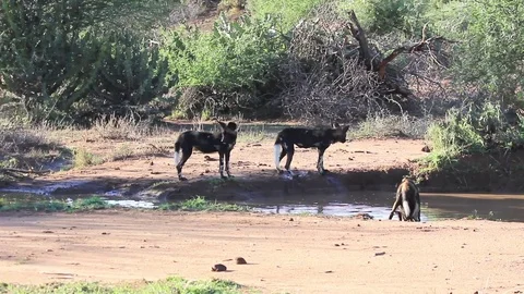 African Wild Dogs Stock Footage 77380255