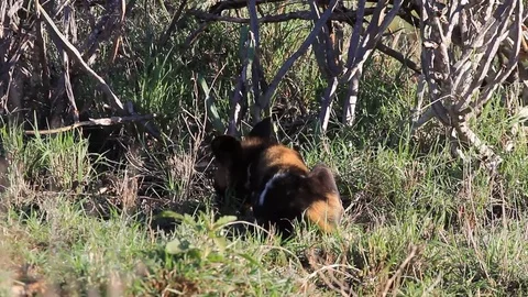 African Wild Dogs Stock Footage 77380338
