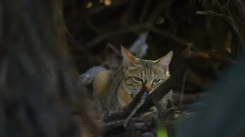 African Wildcat - lying down behind branches, looking around. 4K uhd Stock Footage 111343193