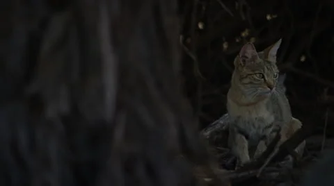 African Wildcat - on right of frame, looking around. Africa 4K uhd ultrahd Stock Footage 54715920