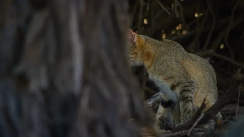 African Wildcat - on right of frame, looking around. Africa 4K uhd ultrahd Stock Footage 111343273