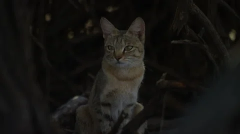 African Wildcat - Sitting up looking at camera. Predator elusive 4K uhd Stock Footage 54715916