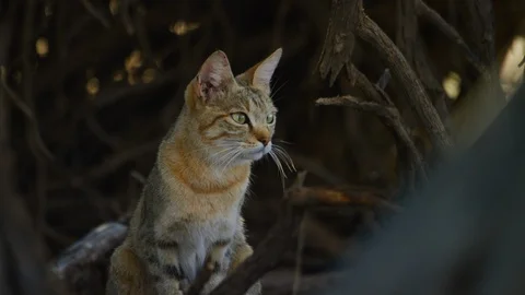 African Wildcat - sitting up, looking to right. Predator carnivore 4K uhd Stock Footage