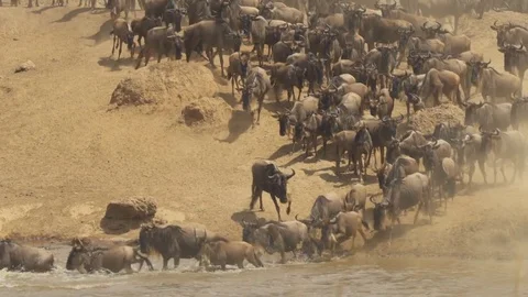 African Wildebeest Mass Migration Into River Stock Footage 71737618