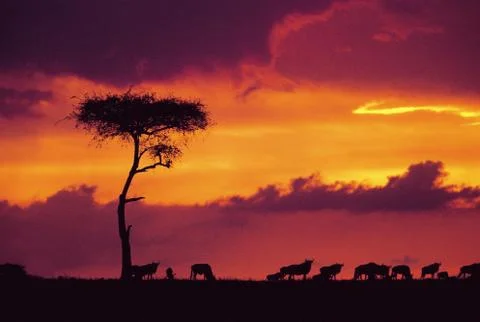 African wildlife animal safari drive during golden sunset scene. Stock Photos