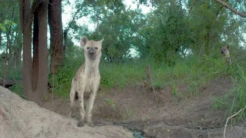 African Wildlife - Curious Hyena Stock Footage 149244553
