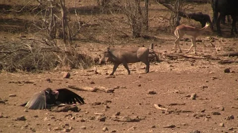 African wildlife Stock Footage 8625908