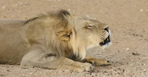 African wildlife - Male African lion roaring, Kalahari desert, South Africa Stock Footage