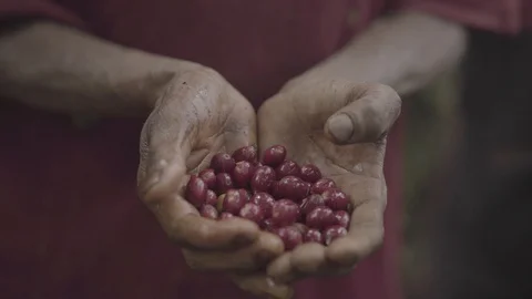 African worker with cherries 스톡 동영상 125316352