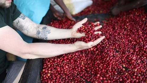 African workers are picking out fresh coffee beans at washing station Stock Footage 165233675