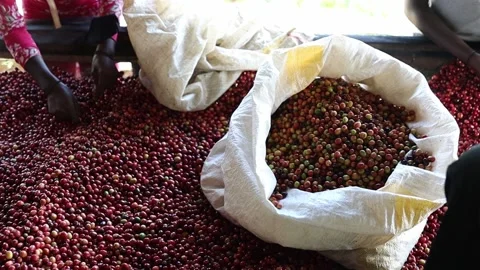 African workers are picking out fresh coffee beans at washing station Stock Footage 165233792