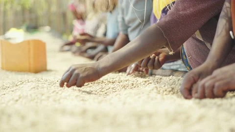 African Workers Picking Out Bad Coffee Beans 스톡 동영상 169583355