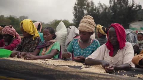 African Workers Picking Out Bad Coffee Beans 스톡 동영상 219924572