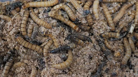 African worms are moving Stock Footage 160667633