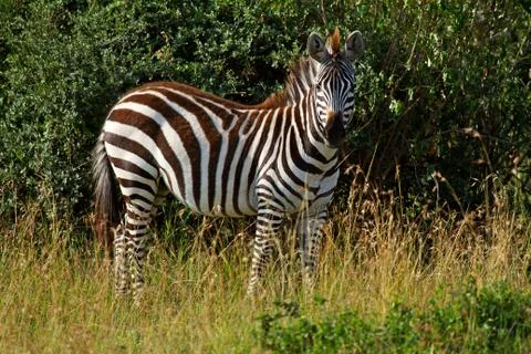 African zebra Stock Photos
