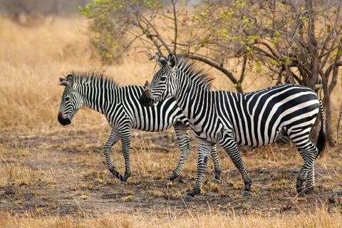 African Zebra Stock Photos