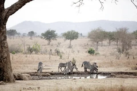 African Zebra Stock Photos