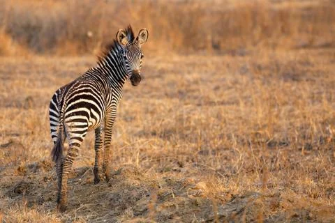 African Zebra Stock Photos