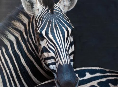 African Zebra Stock Photos