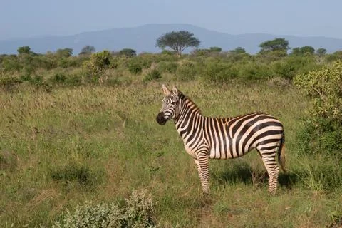 African Zebra Stock Photos