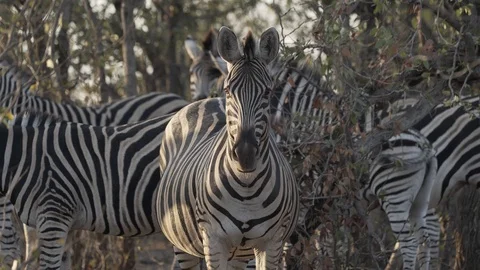 African zebras looking at camera Stock Footage 119032421