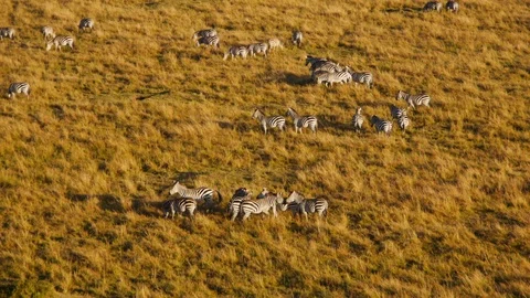 African zebras split into groups to discuss recent great migration news and plan Stock Footage 106792869