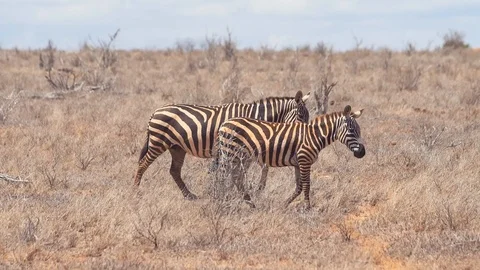 African zebras walking Stock Footage 86320495