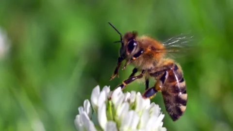 Africanized Bee Drinks Nectar On White Clover Flower Then Fly Away. - macro Stock Footage 182433310