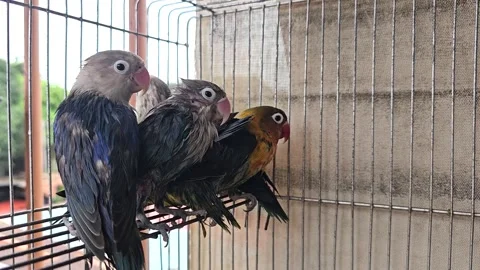 AfricanLB Stock Footage 295823710