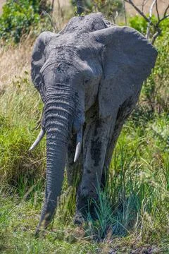  Afrikanischer Elefant,elephant,Loxodonta africana, africa, african, afrik... Stock Photos