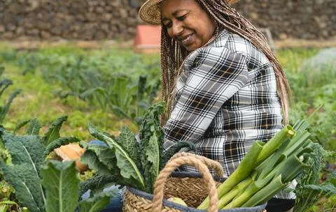 Afro female farmer working in farmland harvesting fresh vegetables Stock Photos