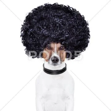 Afro look hair dog funny Stock Illustration