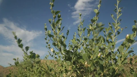 Afrosiyab The Town Samarkand Stock Footage 130156711
