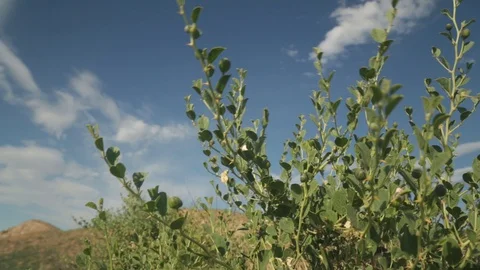 Afrosiyab The Town Samarkand Stock Footage 130156814