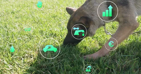 After approaching grass patch, dog sniffing grass, icons rotating around muzzle Stock Footage 314104458