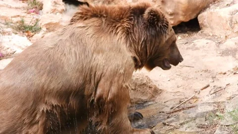 After bathing, the bear climbs onto the stones. Stock-Footage 161822148
