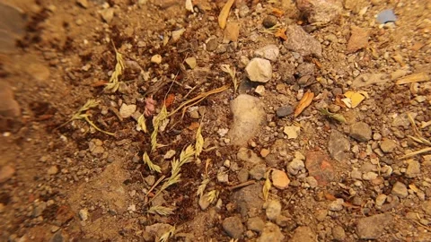 After a battle between two colonies of ants there are many dead ants. insects Stock Footage 198020762