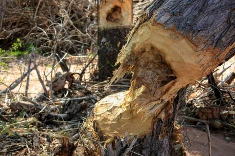 After the beaver bite Stock Photos