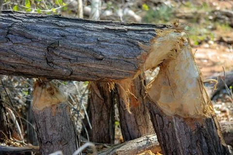 After the beaver bite Stock Photos