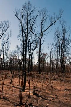 After the bushfire Foto stock