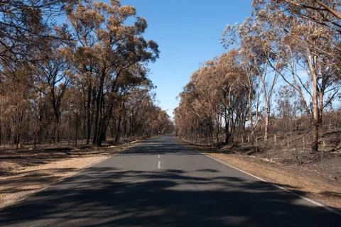 After the bushfire Stock Photos