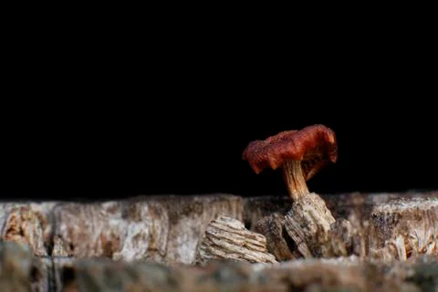 After the cutting of a tree, in his trunk he was born a mushroom. Stock Photos