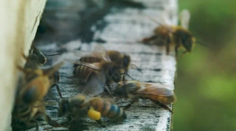 After a day of hard-working bees arrive in their house 動画素材 40381164