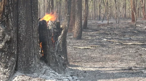 After destroyed by burning tropical forest. Stock Footage 67507344