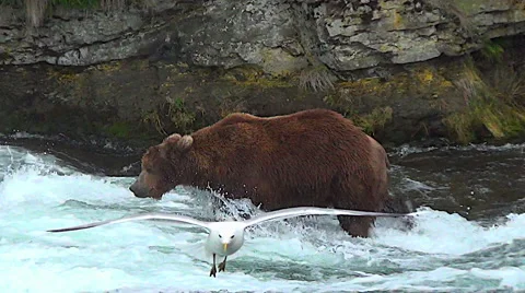 After a Dispute the Boar Returns to the Sow He Is Courting Who is Fishing Stock Footage 50566310