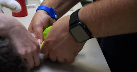 After drawing blood for analysis, the veterinarian will bandage your pet's paw Stock Footage 258480976